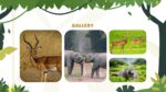 Jungle Powerpoint Presentation 13