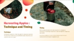 Apple Harvesting Time and Techniques Presentation template For PowerPoint