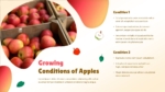 Growing Condition of Apples Presentation Template