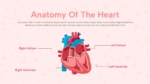 Heart Anatomy Presentation Template for Free