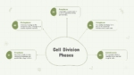 Free Cell Division Phases PowerPoint and Google Slides Template