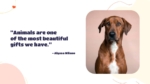Free Pet Care and Veterinary Presentation Slide Templates