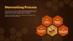 Free Honey Harvesting Process PowerPoint and Google Slides Presentation Template