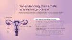 Understanding the Female Reproductive System Slide For PowerPoint and Google Slides