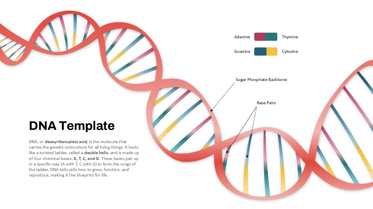 Free DNA Structure PowerPoint Slide Template