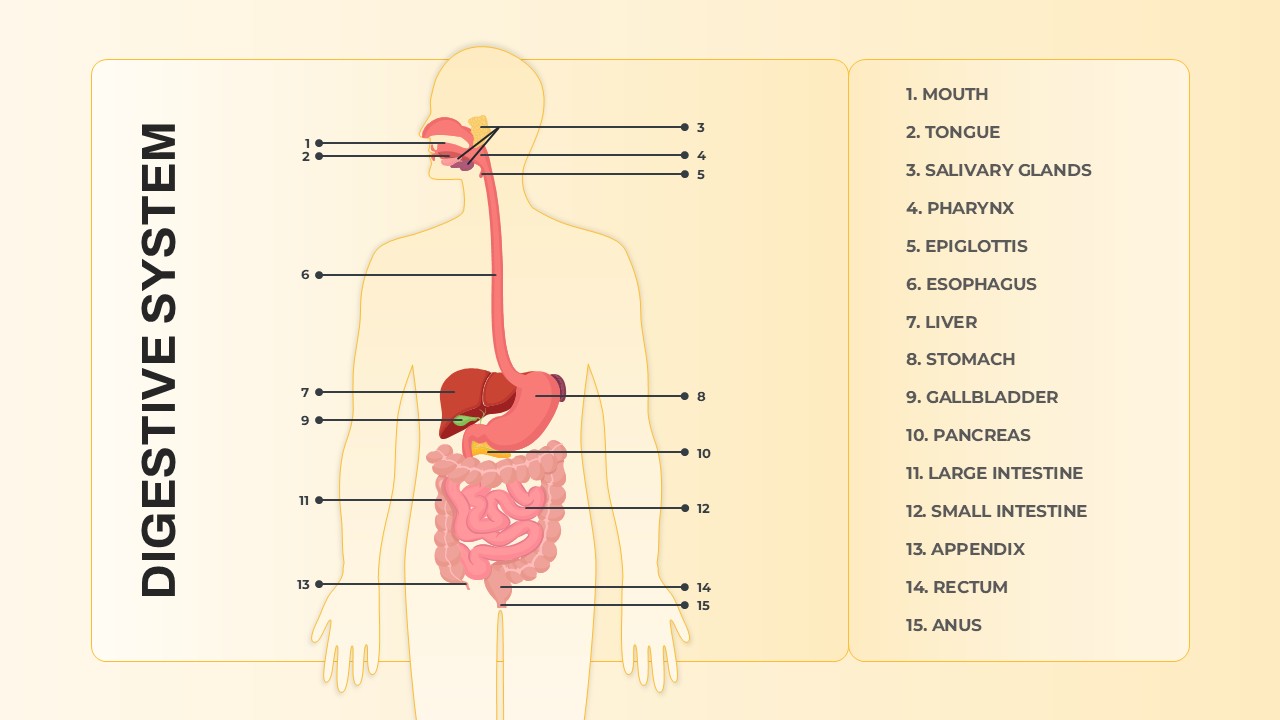 Labeled human digestive system PowerPoint diagram showing major organs from mouth to anus for educational use.