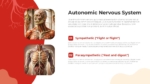 Autonomic Nervous System PowerPoint Templates