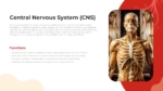 Central Nervous System PowerPoint Template