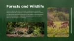 Forest and Wildlife PowerPoint Template