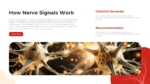 How Nerve Signals Work Presentation Template