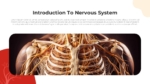 Introduction to Nervous System PowerPoint Presentation Templates