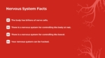 Nervous System Facts PowerPoint Template