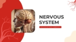 Nervous System PowerPoint Presentation Templates