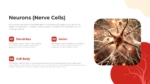 Neurons PowerPoint Template