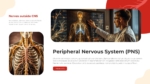 Peripheral Nervous System PowerPoint Templates