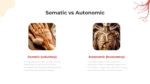 Somatic vs Autonomic PowerPoint Templates