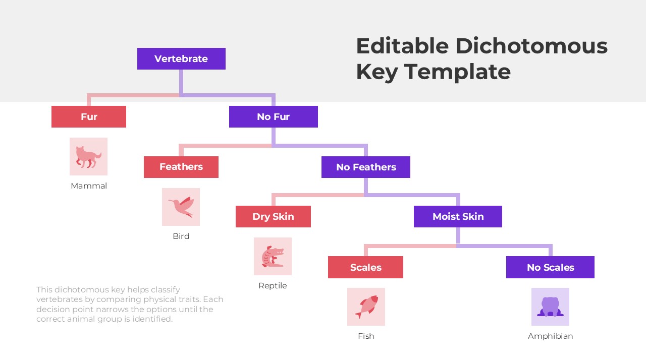An Image that Shows Editable Dichotomous Key Template for PowerPoint and Google Slides